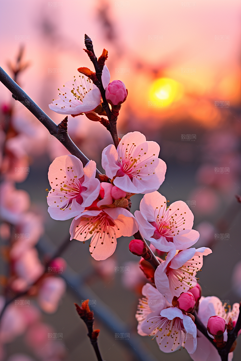 春季桃花春天高清摄影图