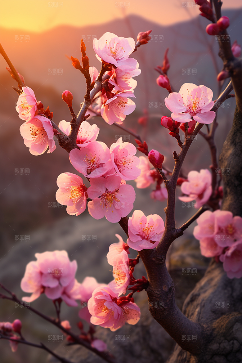 春季桃花高清花卉摄影图