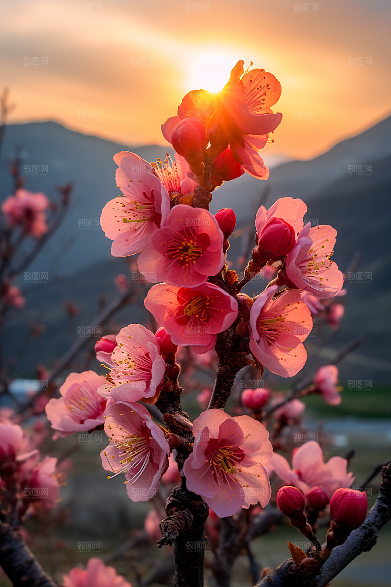 春季桃花山花烂漫风光摄影图