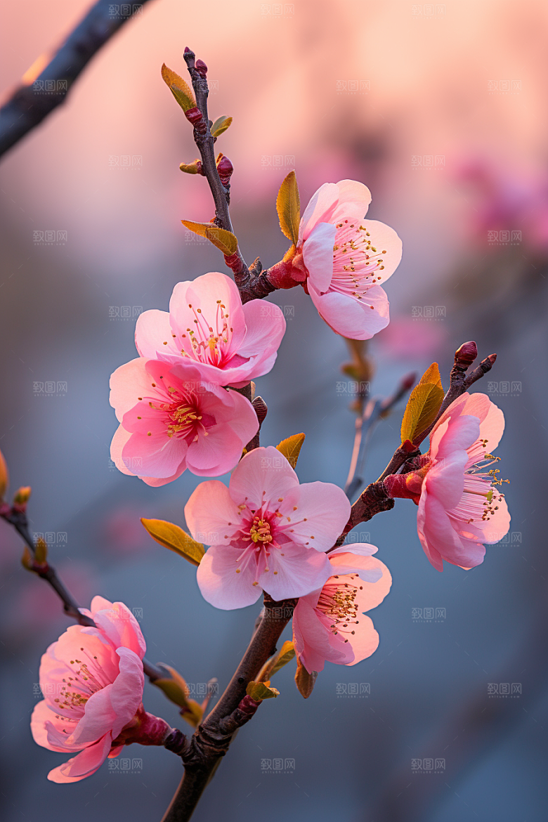 春季桃花高清桃园摄影图