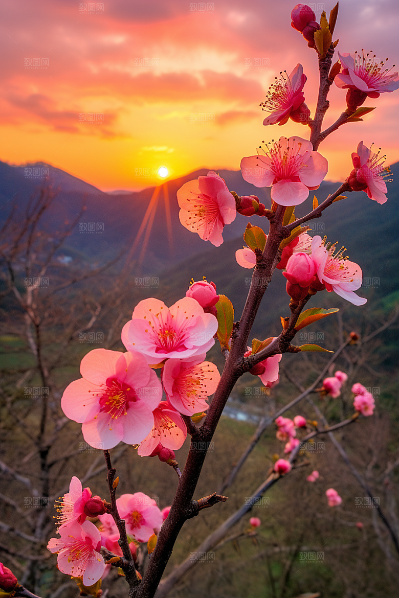 春季桃花高清风景摄影图