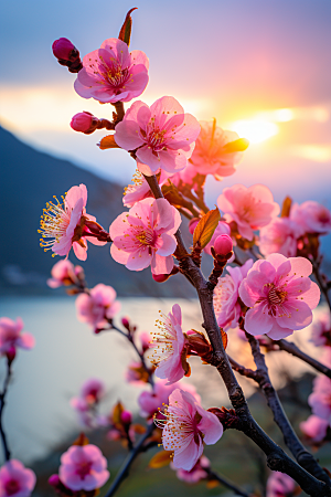 春季桃花风光风景摄影图