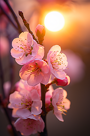 春季桃花花卉花朵摄影图