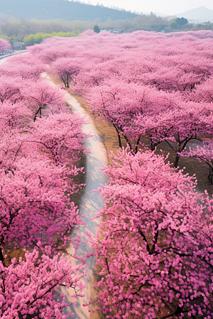 春季桃花风光风景摄影图