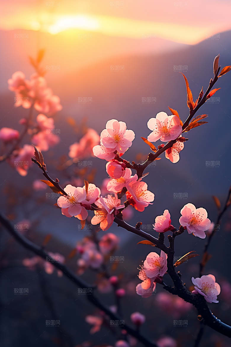 春季桃花高清花卉摄影图