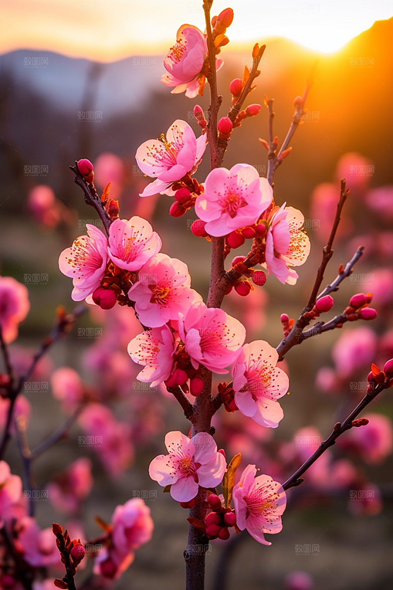 春季桃花风光春天摄影图