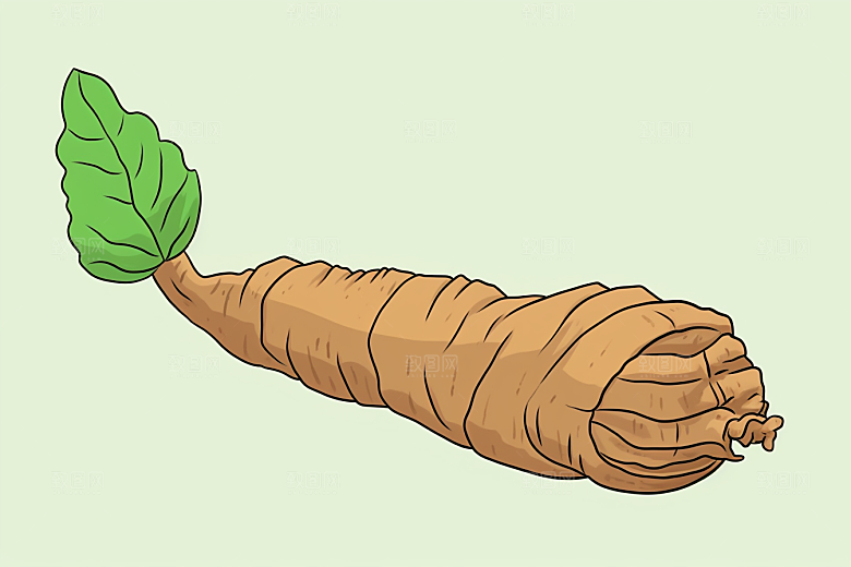 天麻手绘保健插画