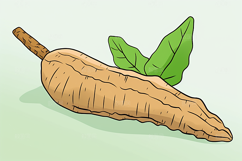 天麻养生中草药插画