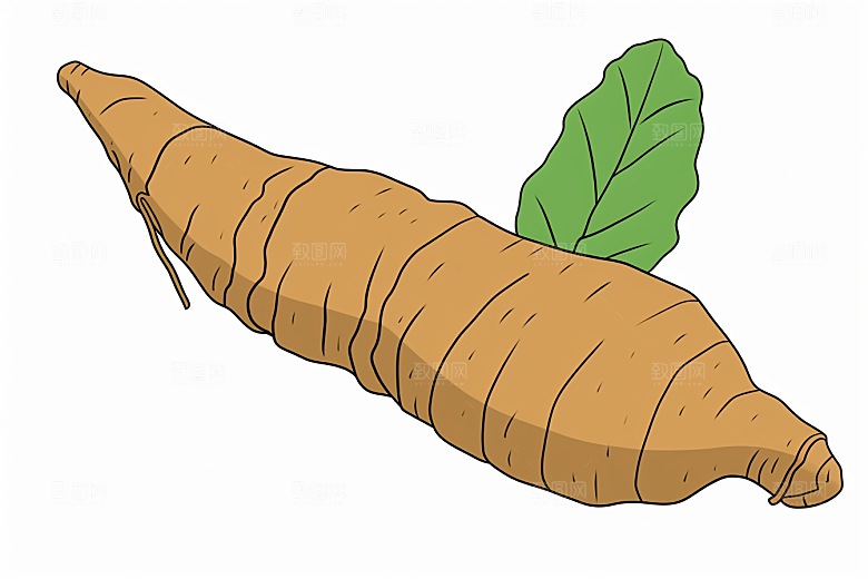 天麻保健中草药插画
