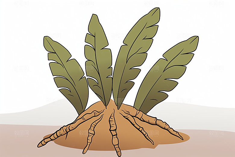 天麻养生健康插画