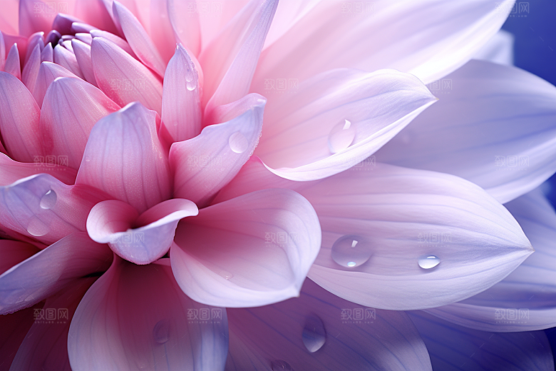 唯美花卉露水花瓣摄影图