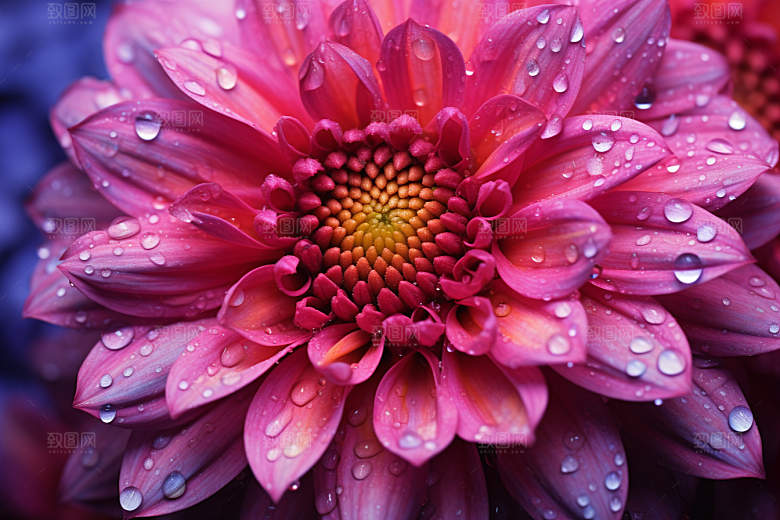 唯美花卉露水高清摄影图