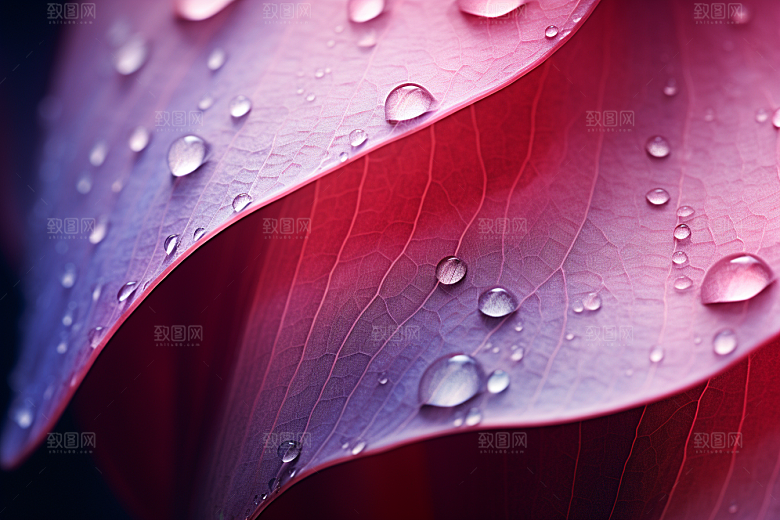 唯美花卉花朵氛围摄影图
