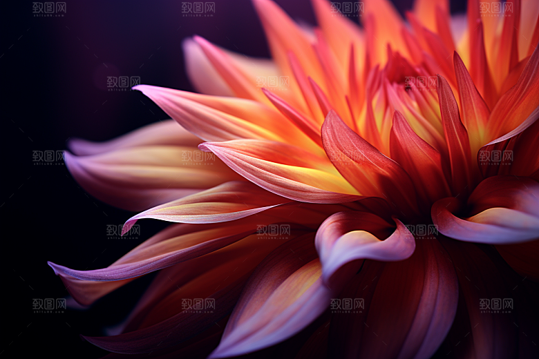 唯美花卉精美自然摄影图