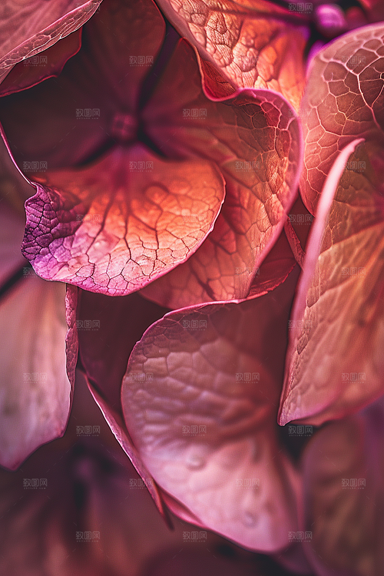 唯美花卉绚丽花瓣摄影图