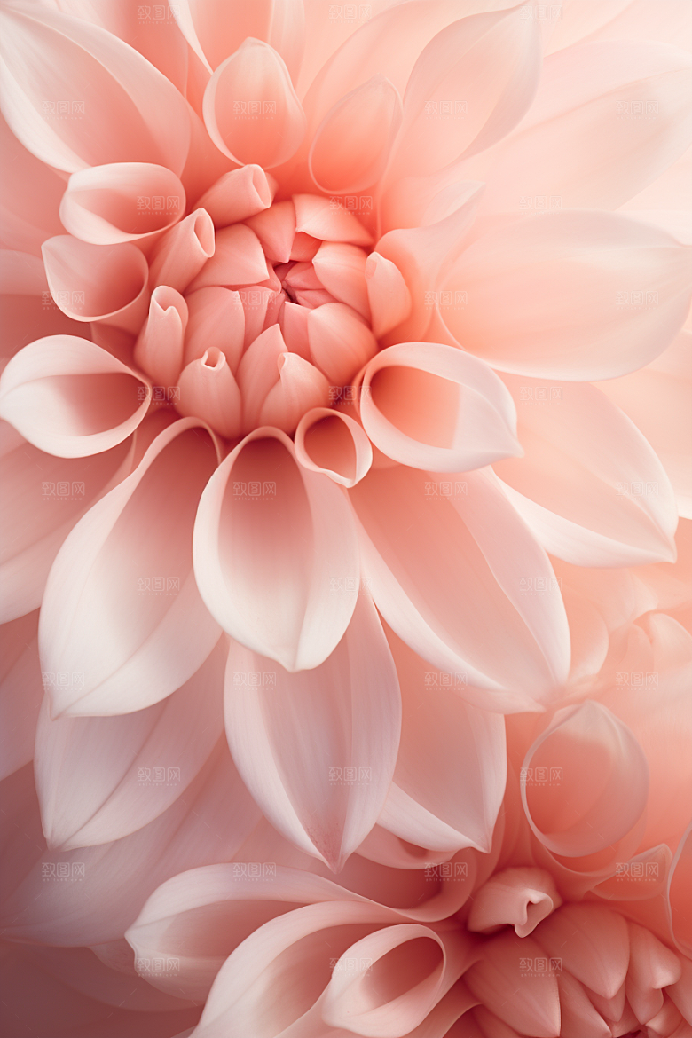 唯美花卉花瓣露水摄影图