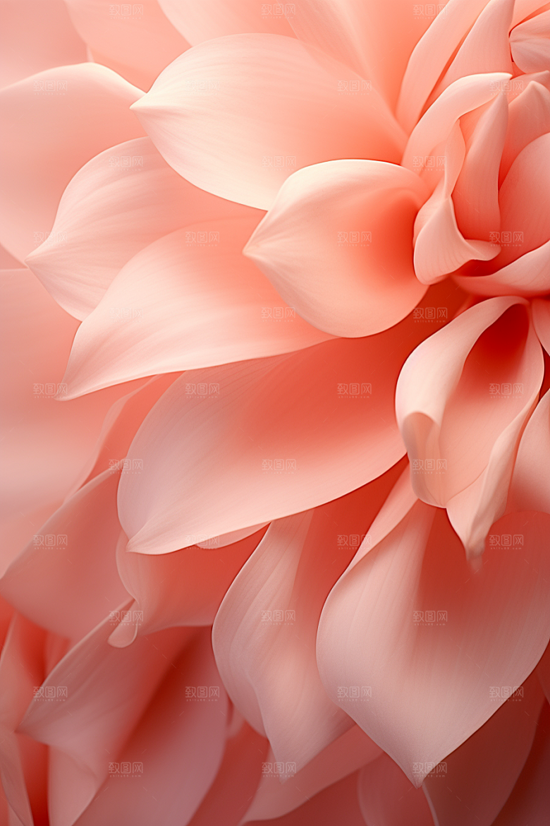 唯美花卉绚丽花朵摄影图