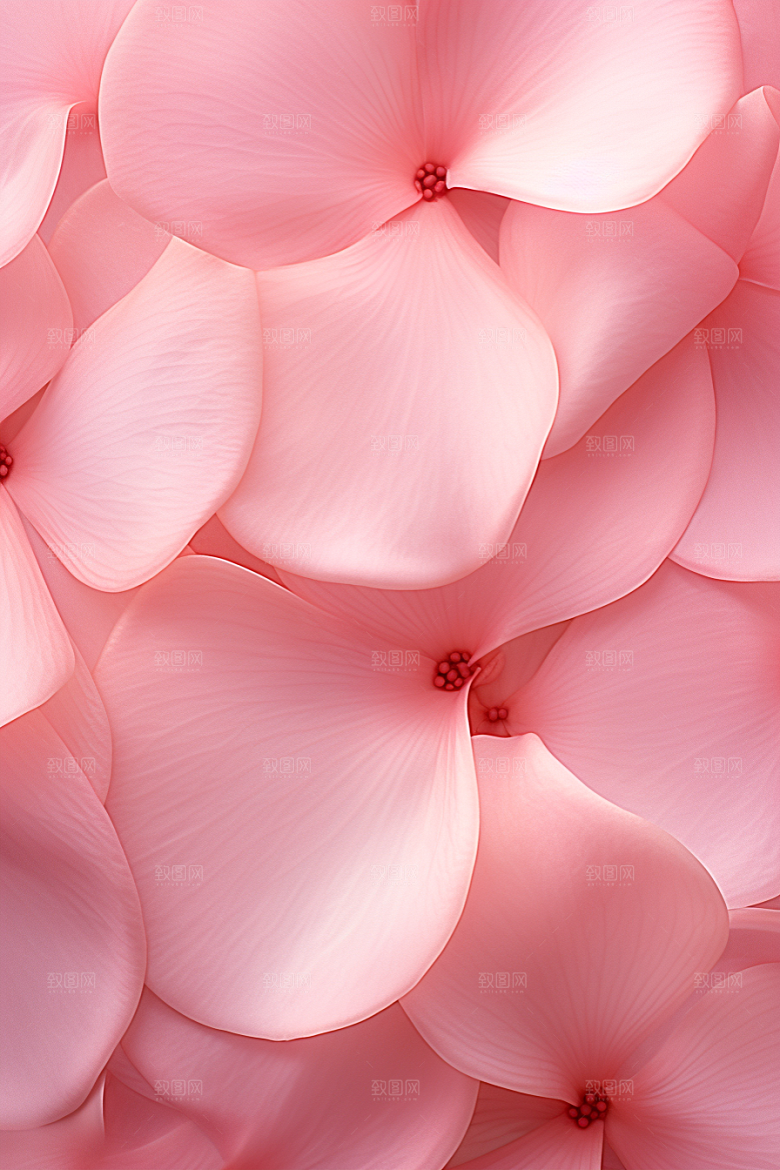 唯美花卉花瓣花朵摄影图