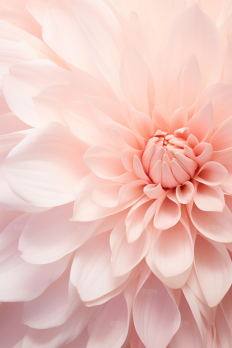 唯美花卉高清花瓣摄影图