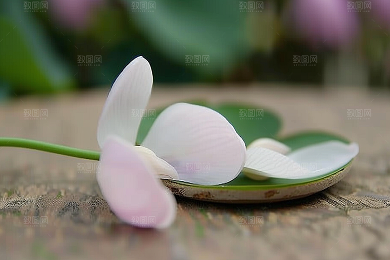 唯美花卉高清精美摄影图