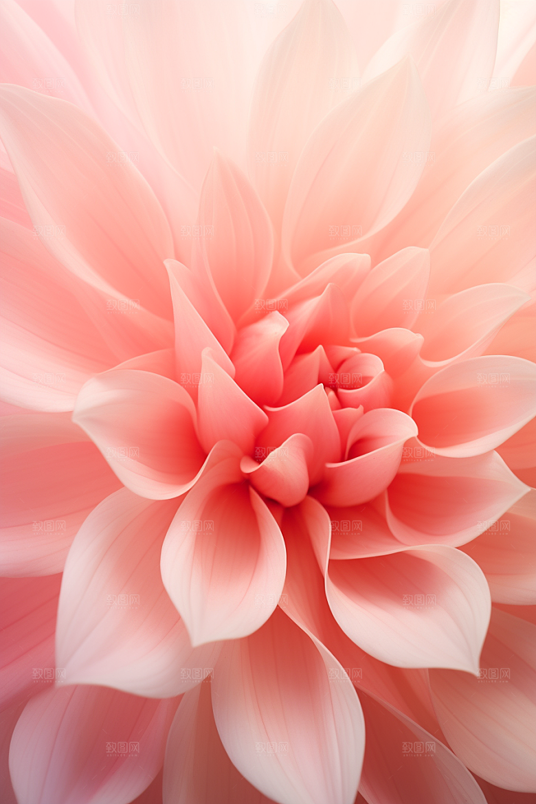 唯美花卉花朵花瓣摄影图