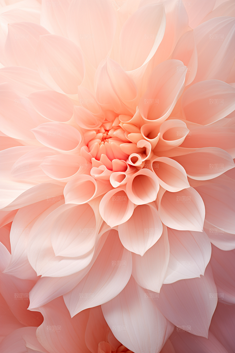 唯美花卉精美花瓣摄影图