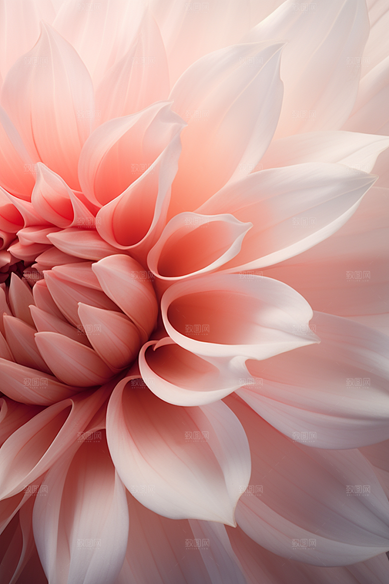 唯美花卉花朵花瓣摄影图