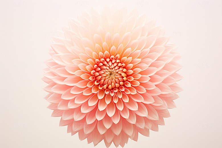 唯美花卉花瓣绚丽摄影图