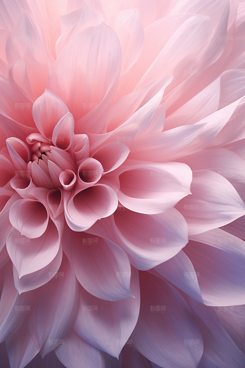 唯美花卉花朵露水摄影图