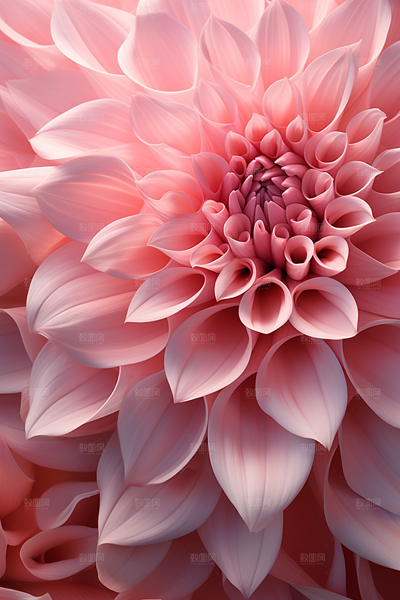 唯美花卉花朵高清摄影图