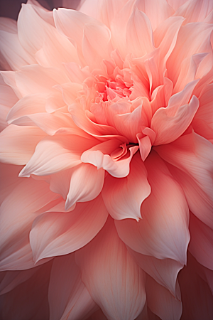 唯美花卉高清花瓣摄影图