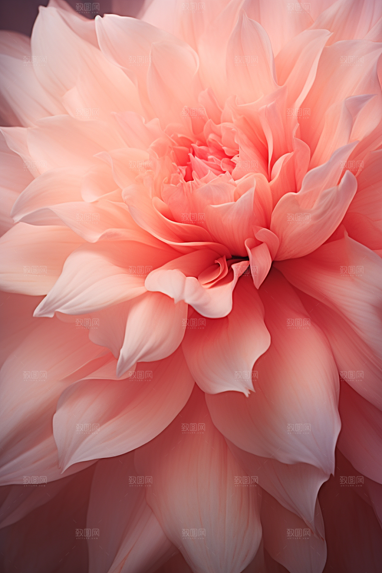 唯美花卉高清花瓣摄影图