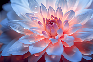 唯美花卉精美自然摄影图