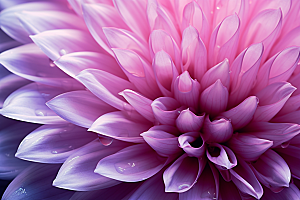 唯美花卉花朵氛围摄影图