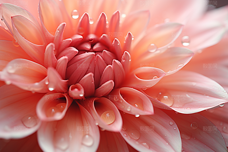 唯美花卉氛围花朵摄影图