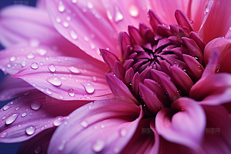 唯美花卉露水花瓣摄影图