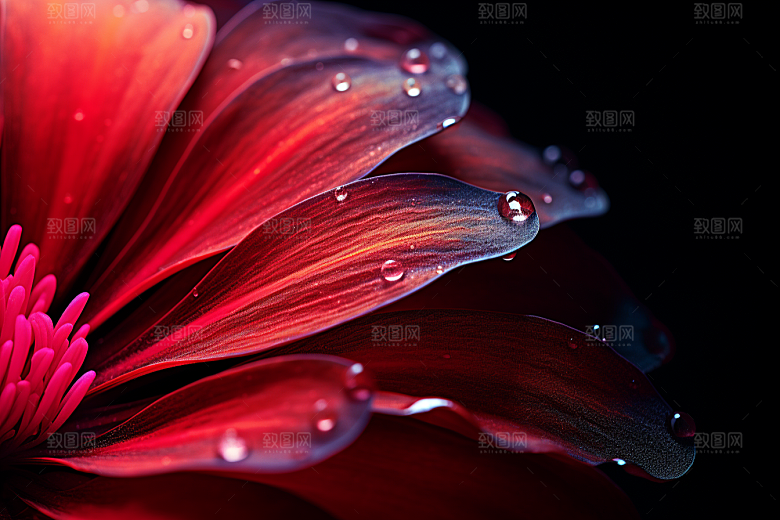 唯美花卉高清氛围摄影图