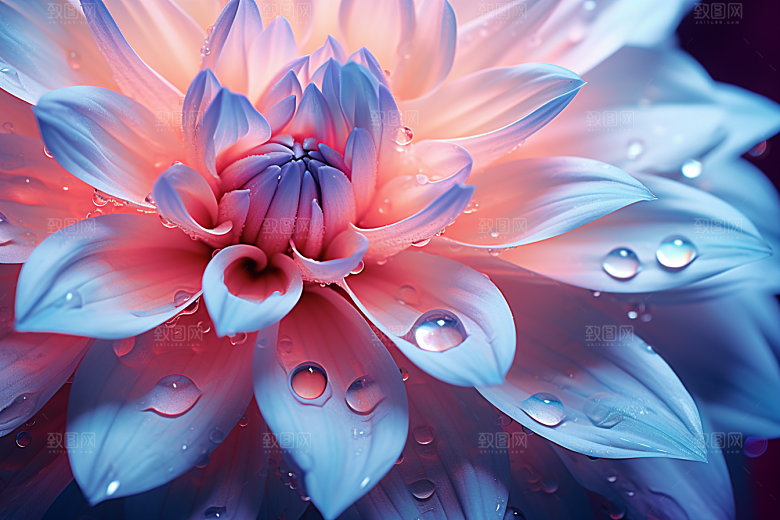 唯美花卉花瓣绚丽摄影图