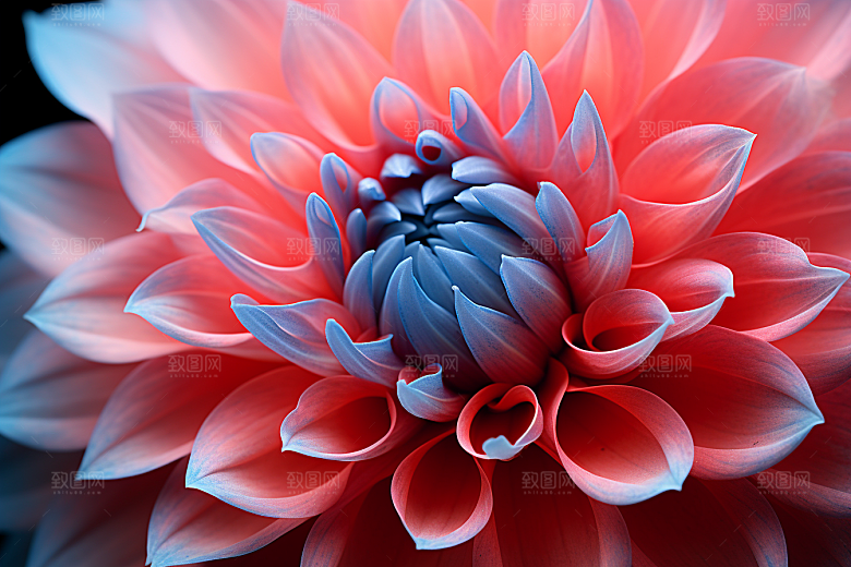 唯美花卉高清花瓣摄影图