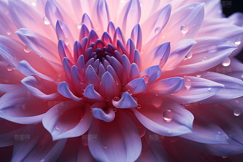 唯美花卉露水花朵摄影图