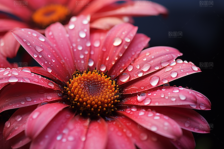 唯美花卉氛围花瓣摄影图