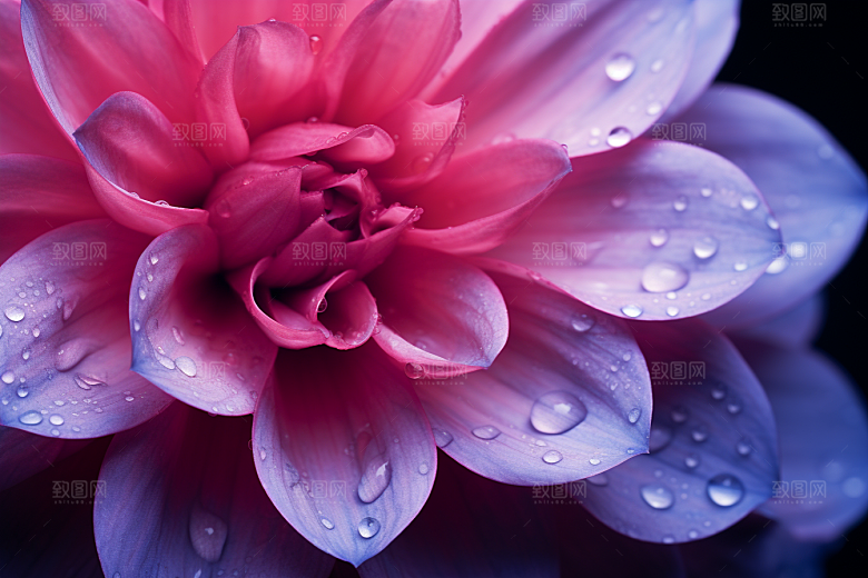 唯美花卉高清花朵摄影图
