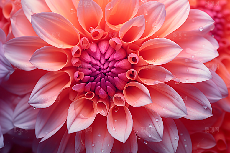 唯美花卉花瓣彩色摄影图