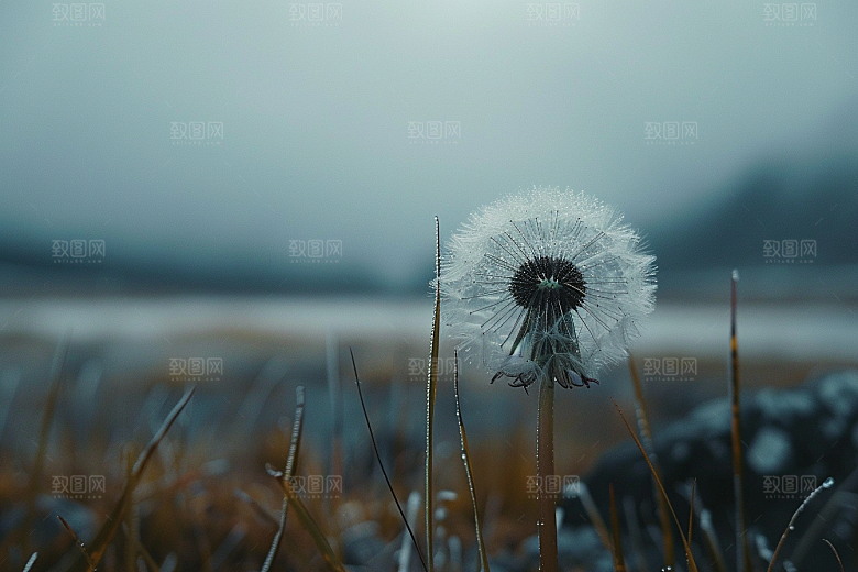 唯美蒲公英种子植物素材