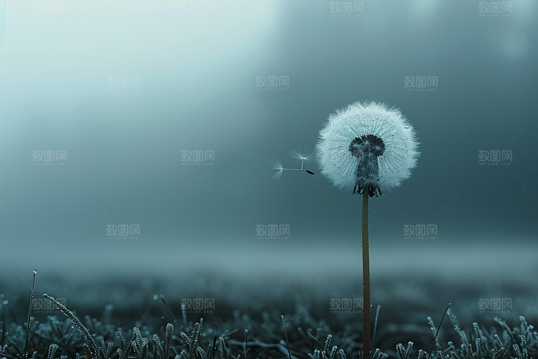 唯美蒲公英植物绽放素材