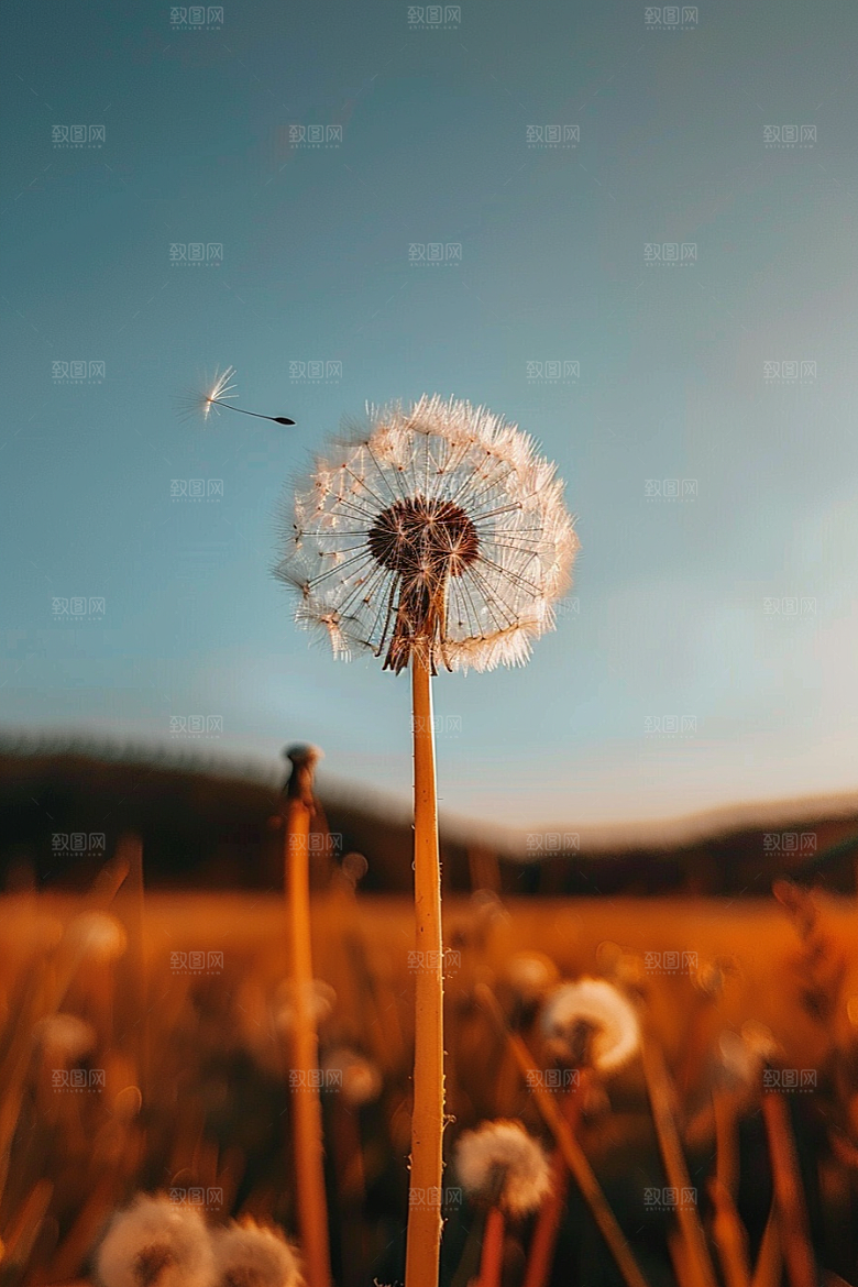 唯美蒲公英清新象征自由素材