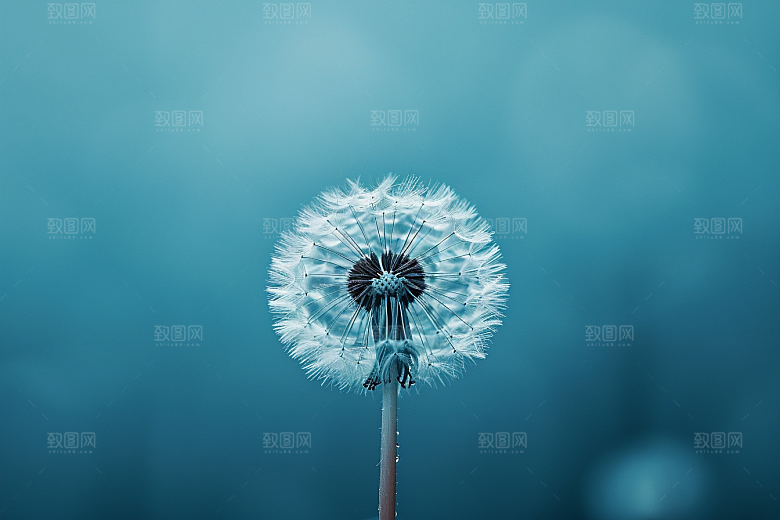 唯美蒲公英随风飘散许愿素材