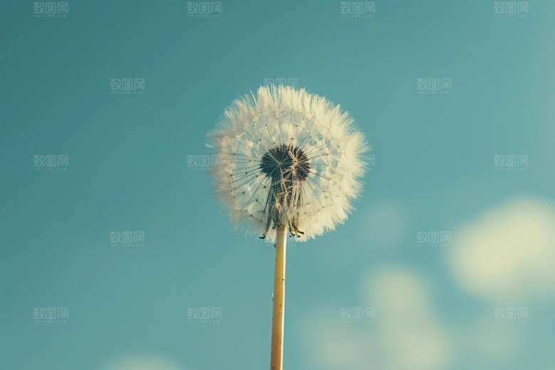 唯美蒲公英许愿种子素材
