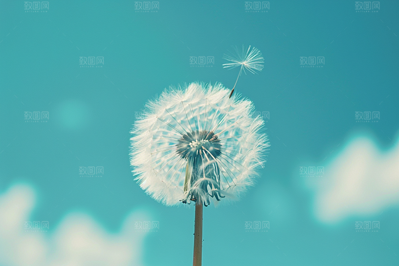 唯美蒲公英高清自然素材