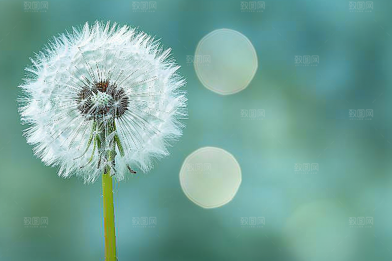 唯美蒲公英植物许愿素材